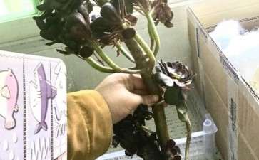 收到一颗法师多肉 黑暗萝莉开箱