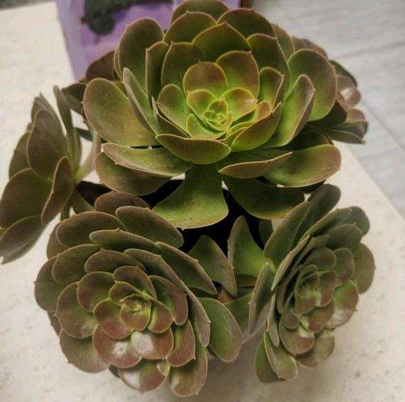 这颗法师多肉是什么有臭味