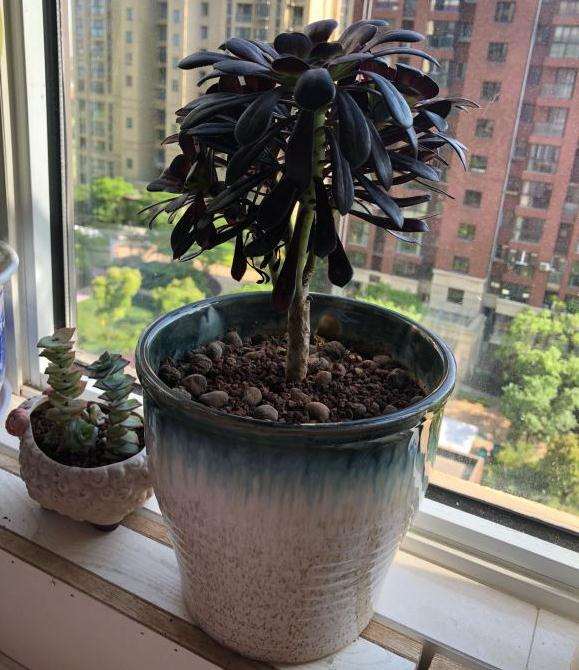 这个法师多肉 越来越瘦越来越小了