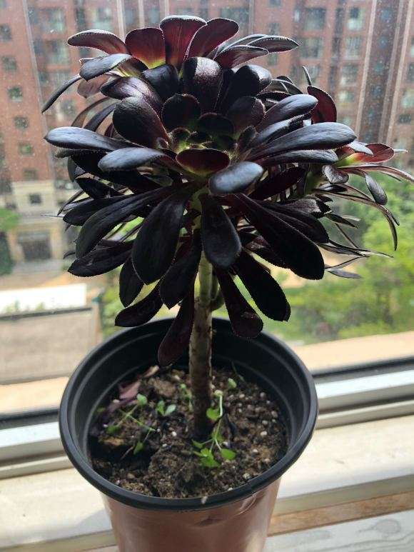 这个法师多肉 越来越瘦越来越小了