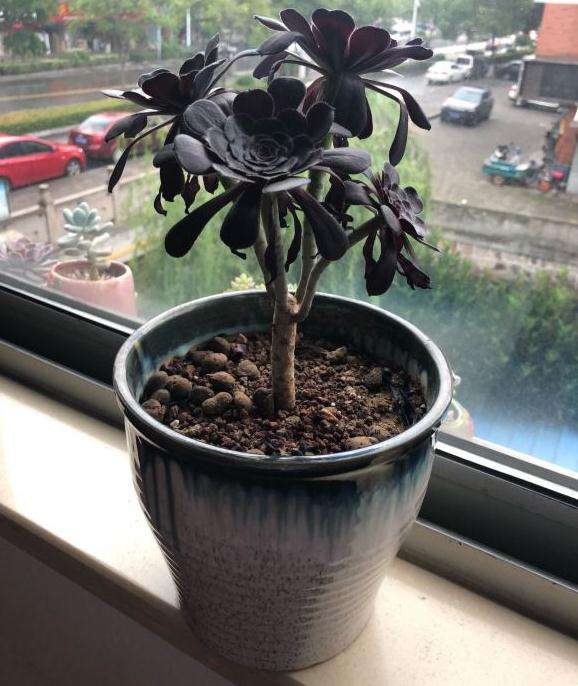 这个法师多肉 越来越瘦越来越小了