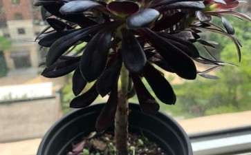 这个法师多肉 越来越瘦越来越小了