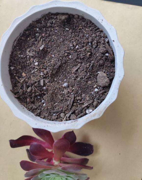 黑法师多肉怎么枝插的3个方法