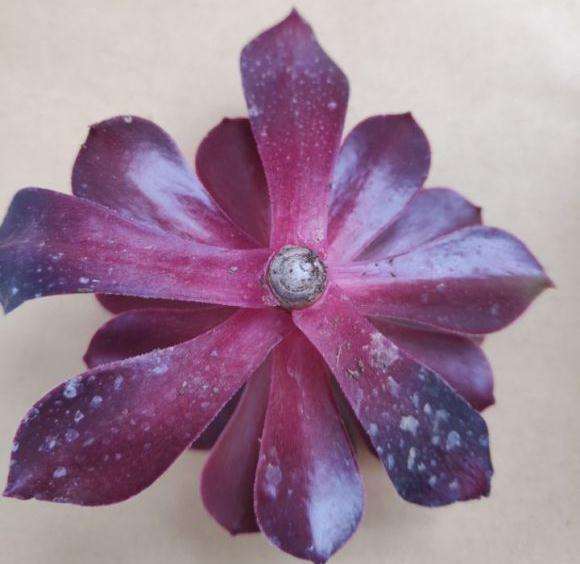 黑法师多肉怎么枝插的3个方法