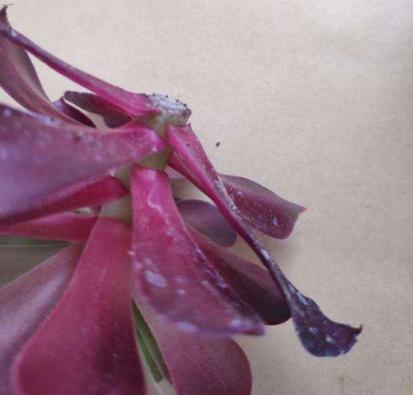 黑法师多肉怎么枝插的3个方法