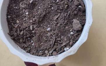 黑法师多肉怎么枝插的3个方法