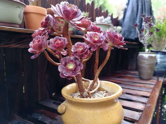 玫瑰法师多肉其实就是韶羞吗