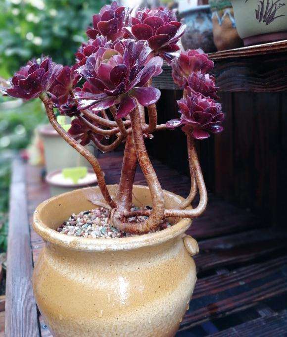 玫瑰法师多肉其实就是韶羞吗