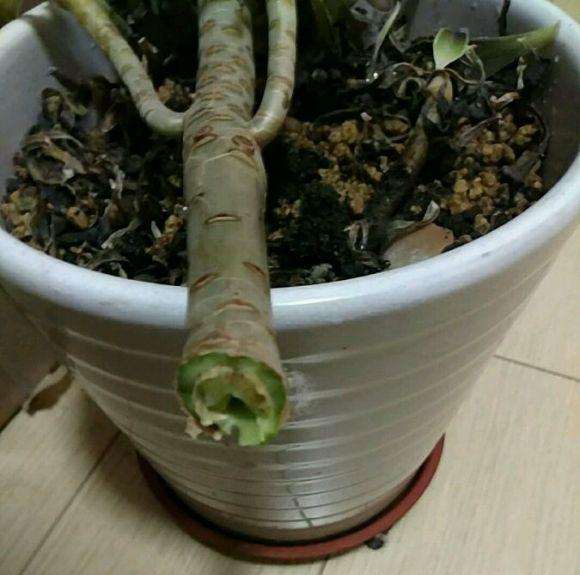 法师多肉断掉了怎么办