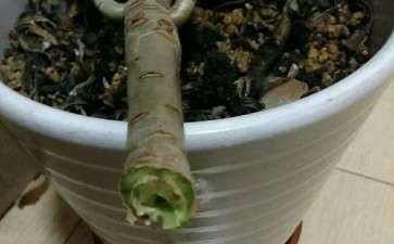 法师多肉断掉了怎么办 图片