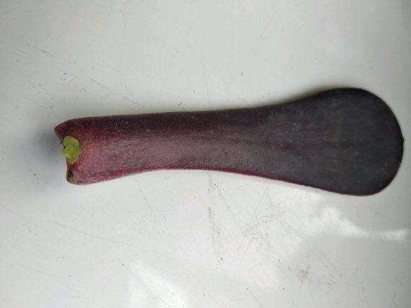 法师多肉也能叶插的3个方法