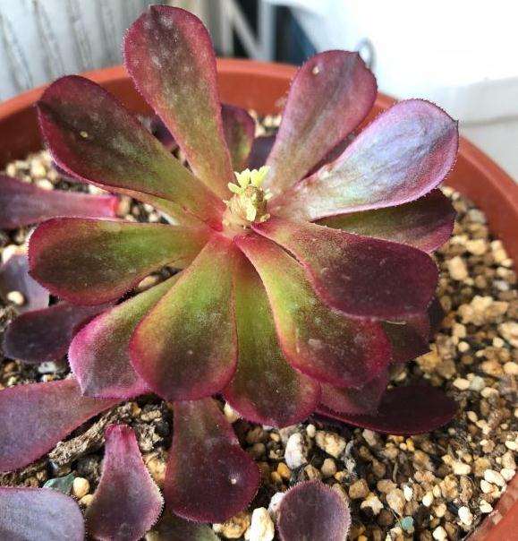 法师多肉也能叶插的3个方法