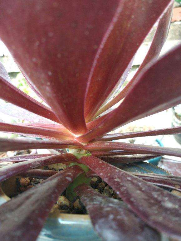 法师多肉也能叶插的3个方法