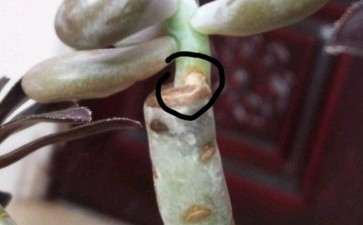 法师多肉怎么嫁接桃蛋的3个方法