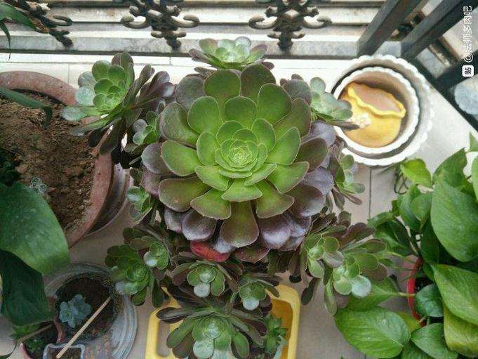 法师多肉休眠之后多久浇水1次