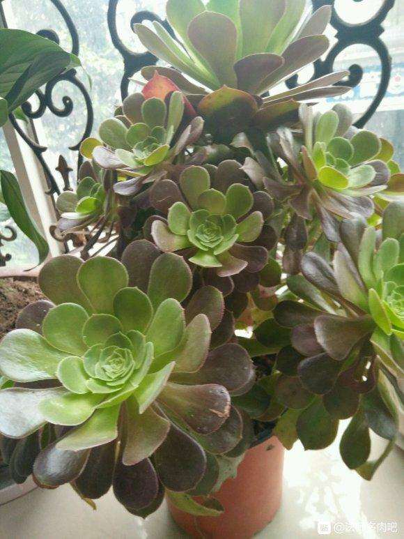 法师多肉休眠之后多久浇水1次