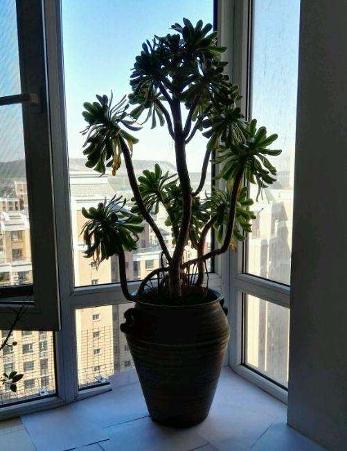 你们的法师多肉有香味吗