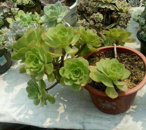 这个法师多肉是君美丽 还是香炉盘