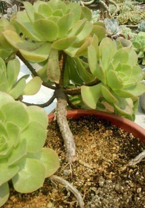 这个法师多肉是君美丽 还是香炉盘