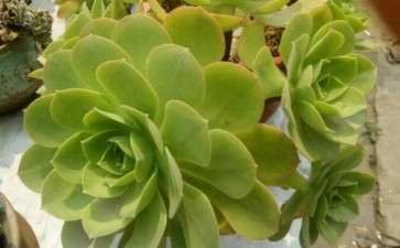 这个法师多肉是君美丽 还是香炉盘 图片