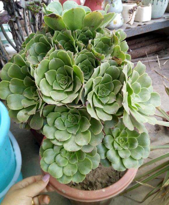 法师多肉的土是随便挖的么