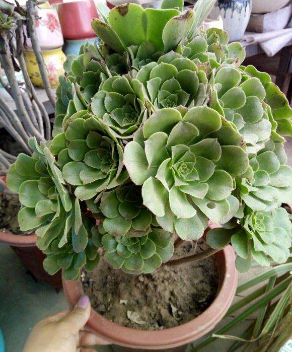 法师多肉的土是随便挖的么