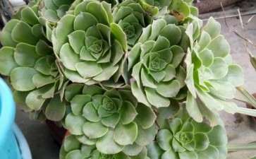 法师多肉的土是随便挖的么 图片