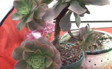 为什么绿法师多肉会变红 图片