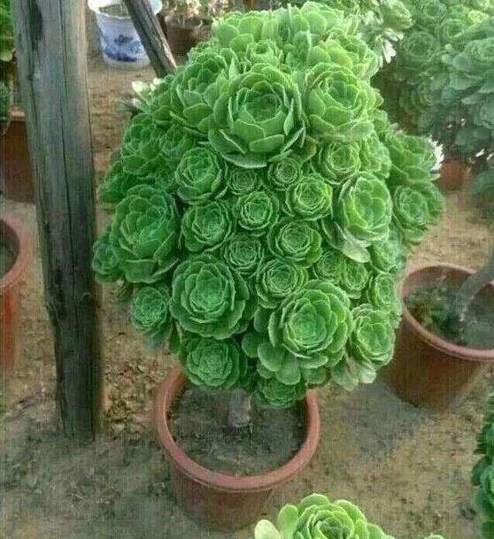 法师多肉用菜园土种真的好吗