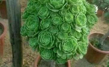 法师多肉用菜园土种真的好吗 图片