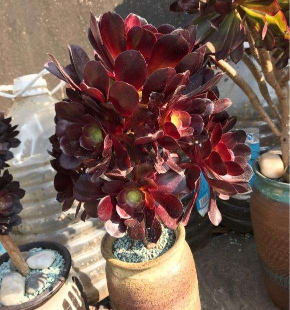 圆叶法师和玫瑰法师多肉