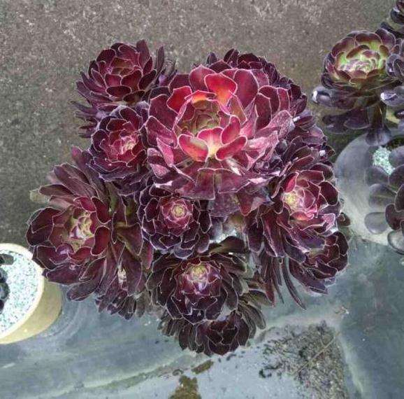 圆叶法师和玫瑰法师多肉