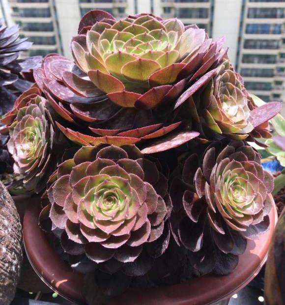 适合室内养的法师多肉品种有哪些呢