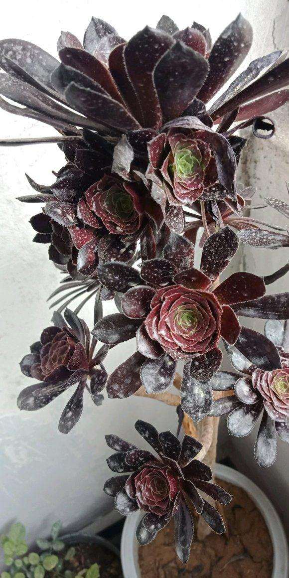 适合室内养的法师多肉品种有哪些呢