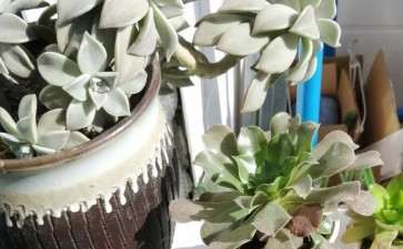 法师多肉都长歪了 怎么办 图片