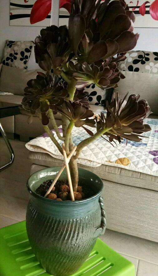 怎么判断法师多肉休眠期结束了 图片