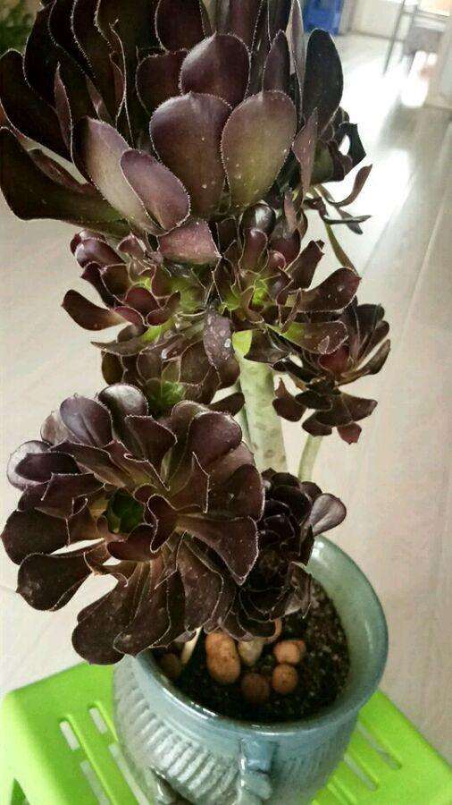 怎么判断法师多肉休眠期结束了