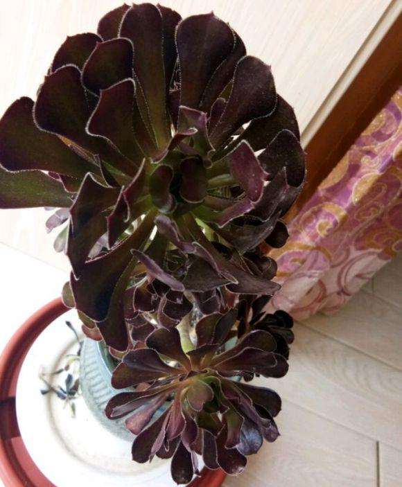 怎么判断法师多肉休眠期结束了