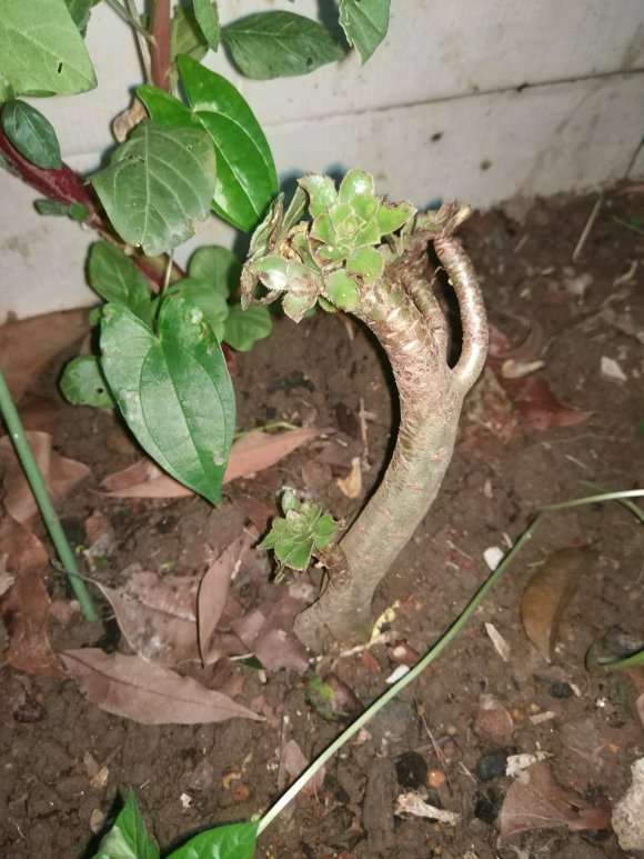 为什么法师多肉会得黑腐病 图片