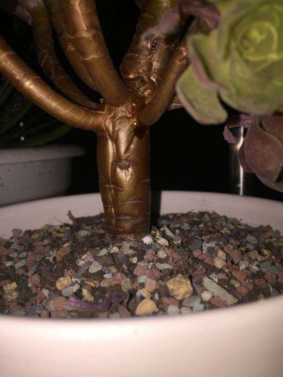 为什么法师多肉会得黑腐病 图片