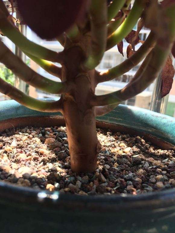 为什么法师多肉会得黑腐病 图片