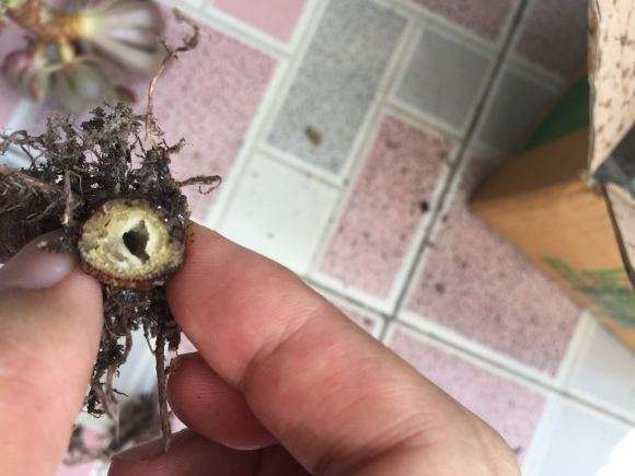 为什么法师多肉会得黑腐病 图片