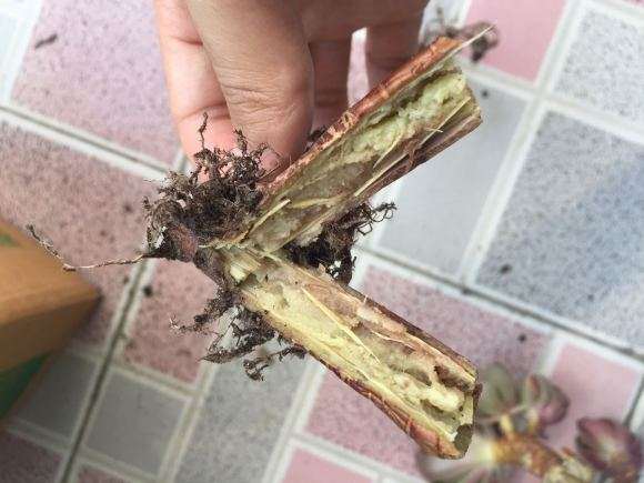 为什么法师多肉会得黑腐病 图片