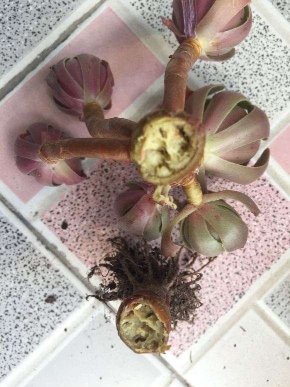 为什么法师多肉会得黑腐病 图片