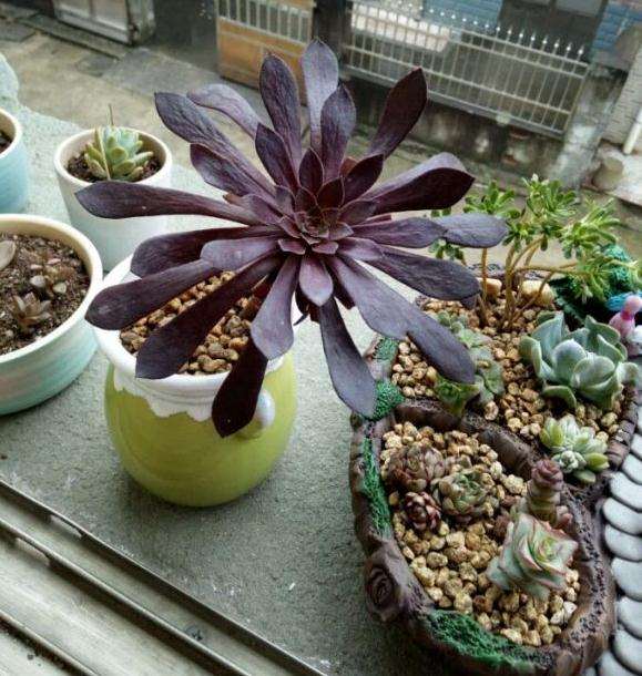 多肉法师 可以阳台露养吗