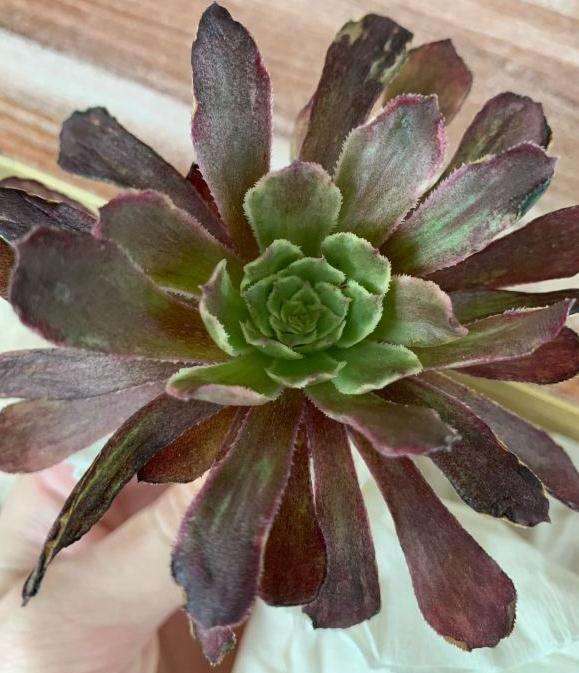 这颗是水墨画法师多肉吗