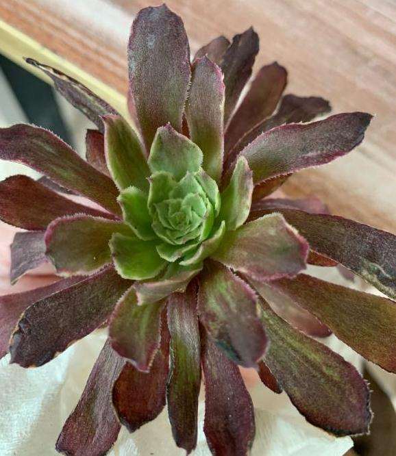 这颗是水墨画法师多肉吗