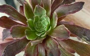 这颗是水墨画法师多肉吗 图片