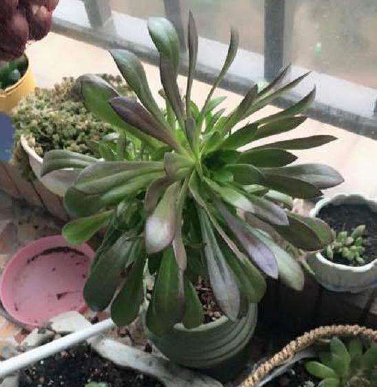 法师多肉出很多头 要不要砍头