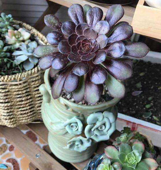 法师多肉出很多头 要不要砍头